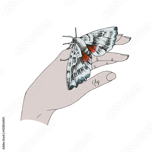 Beautiful illustration of a moth on the hand