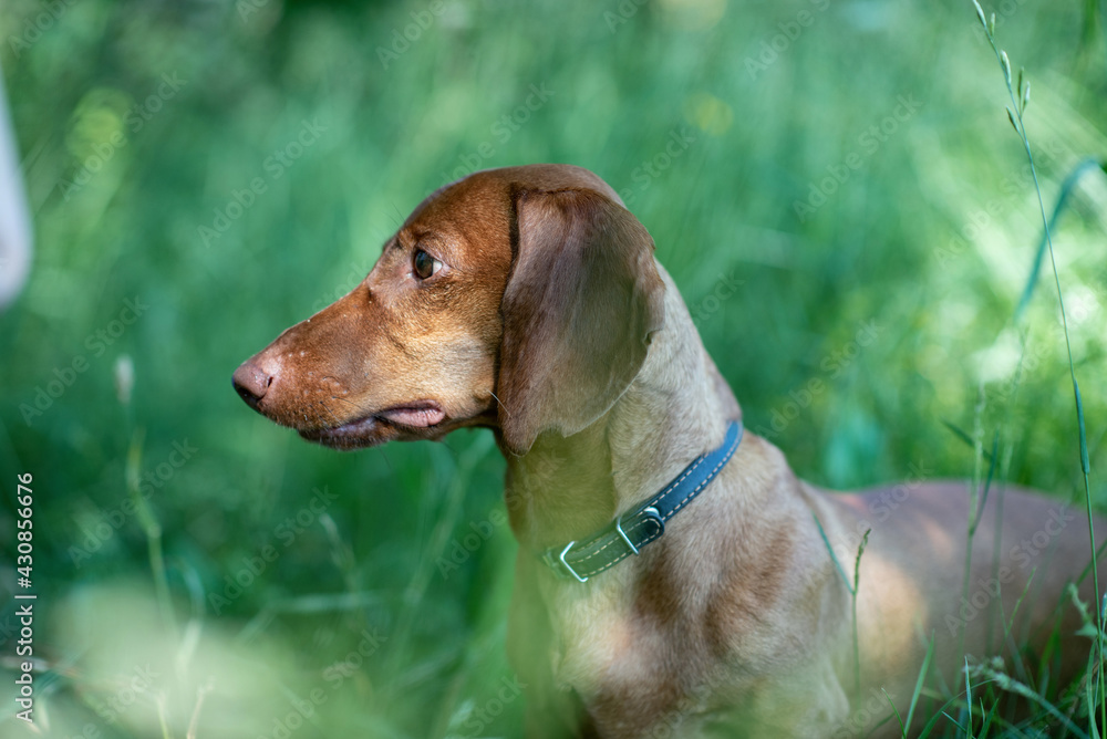 Portrait of a beautiful dachshund close-up in the grass. Portrait of a beautiful dachshund close-up in the grass.