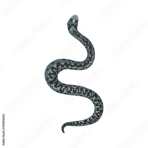 Fairy snake isolated on white background.