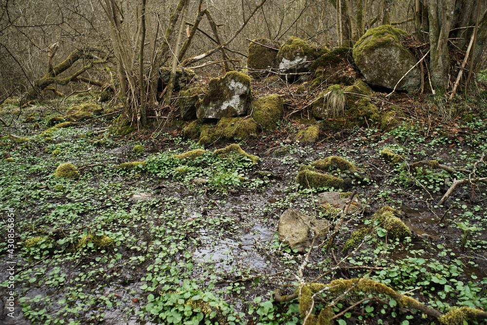 Quell Gebiet in einem Dickicht mit Sumpf, Moos, Wasser und Bäumen Quell Gebiet in einem Dickicht mit Sumpf, Moos, Wasser und Bäumen
