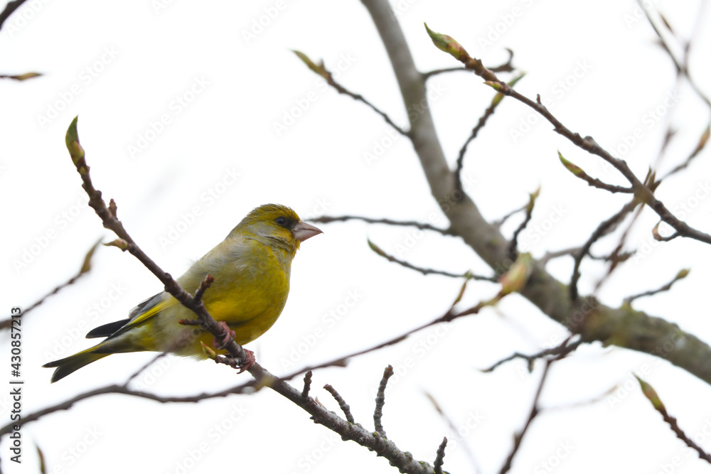 Grünfink sitzt auf einem Baum Grünfink sitzt auf einem Baum