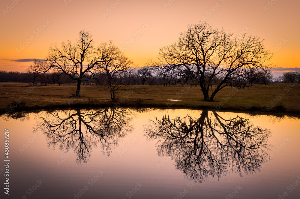 two trees reflecting off still pond at sunset