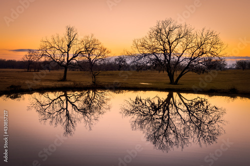 two trees reflecting off still pond at sunset