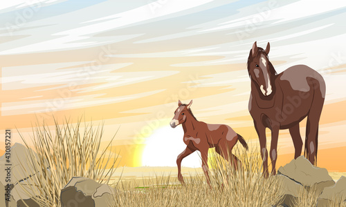 A brown horse with a white spot and its foal are walking along a desert rocky area with stones and dry grass. Sunset in the steppe. Equus ferus caballus. Realistic vector landscape.
