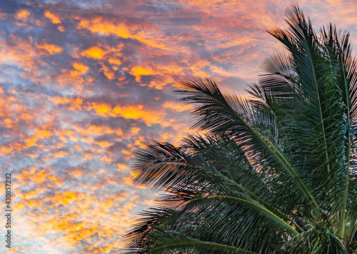 hawaii sunset trees