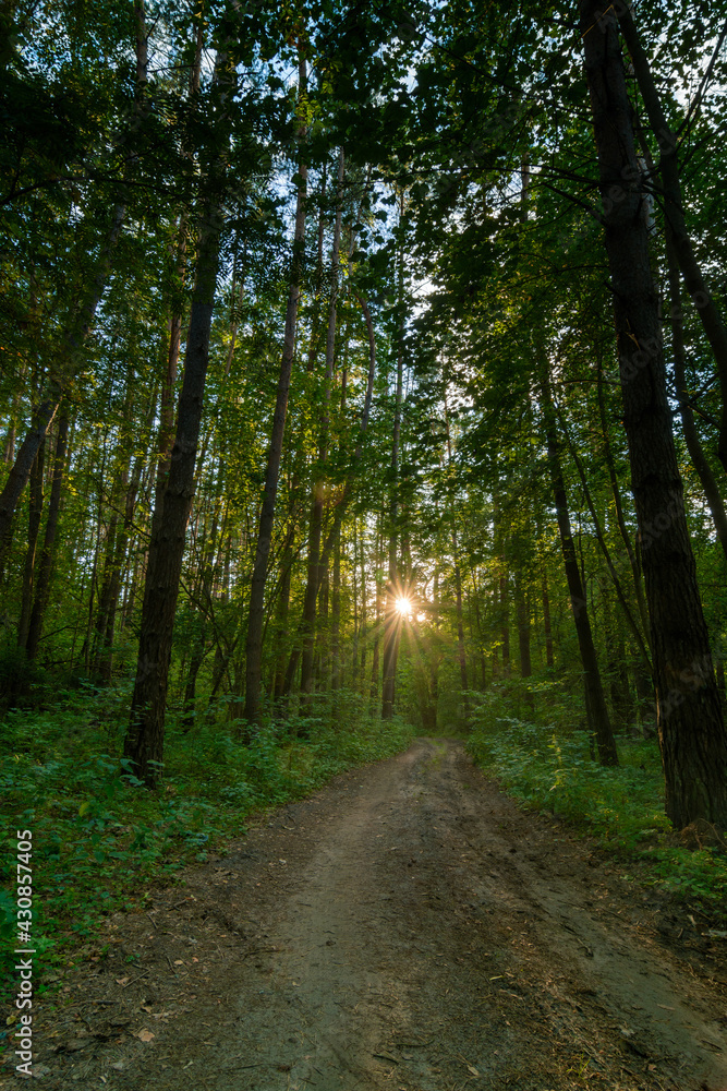 Sun rays through woods and path in the forest