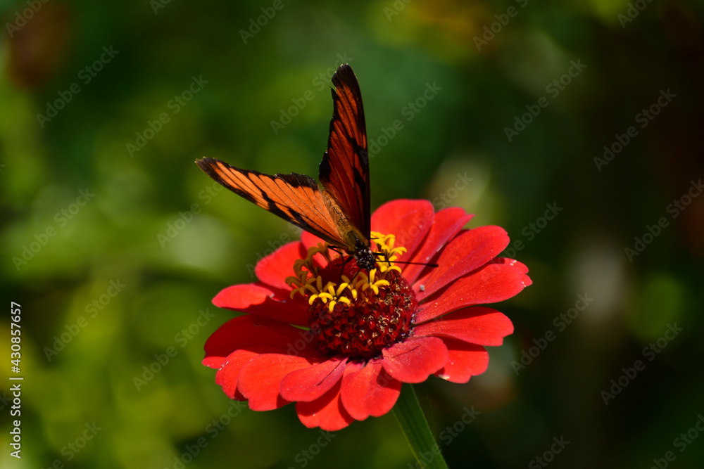 butterfly on flower