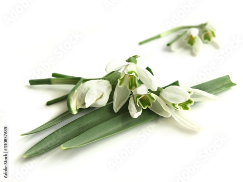 Common snowdrop (Galanthus nivalis)