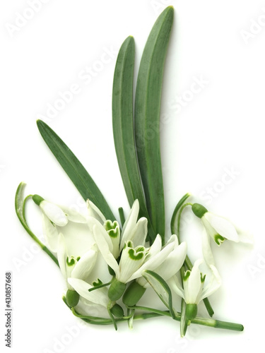 Common snowdrop (Galanthus nivalis)