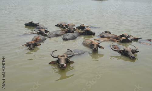 In the scorching heat, the buffalo herd is bathing in the water © Vector photo gallery
