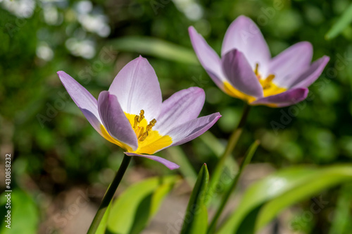 Tulipa saxatilis bright pink yellow flowering cretan tulip flowers  springtime beautiful ornamental rock plants in bloom