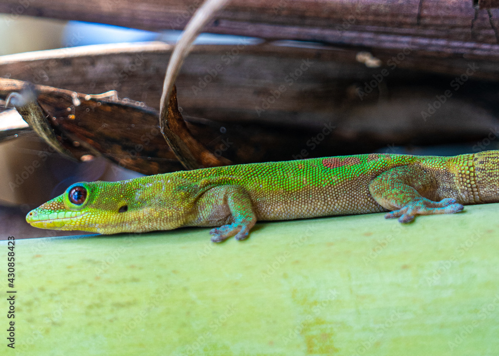 gecko hawaii
