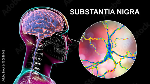 Substantia nigra of the midbrain and its dopaminergic neurons, 3D illustration photo