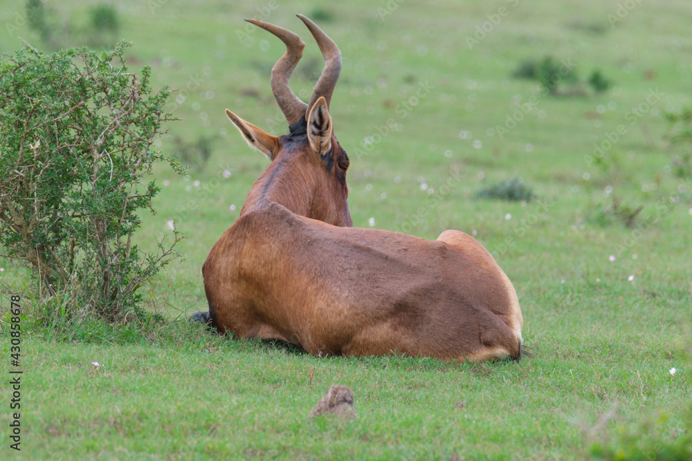 Red Hartebeest in the Southern Africa terrain, game park on a warm and sunny day Red Hartebeest in the Southern Africa terrain, game park on a warm and sunny day