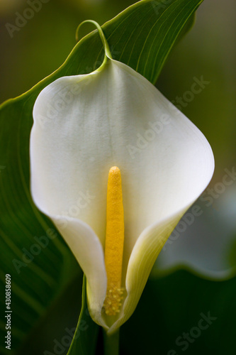 Photography A single elegant lily blossom, zantedeschia aethiopica, delicately curved