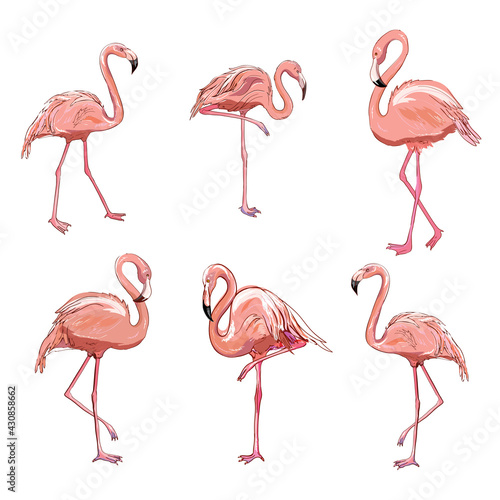 Vector set with four pink flamingos isolated on the white background. © Vladimir
