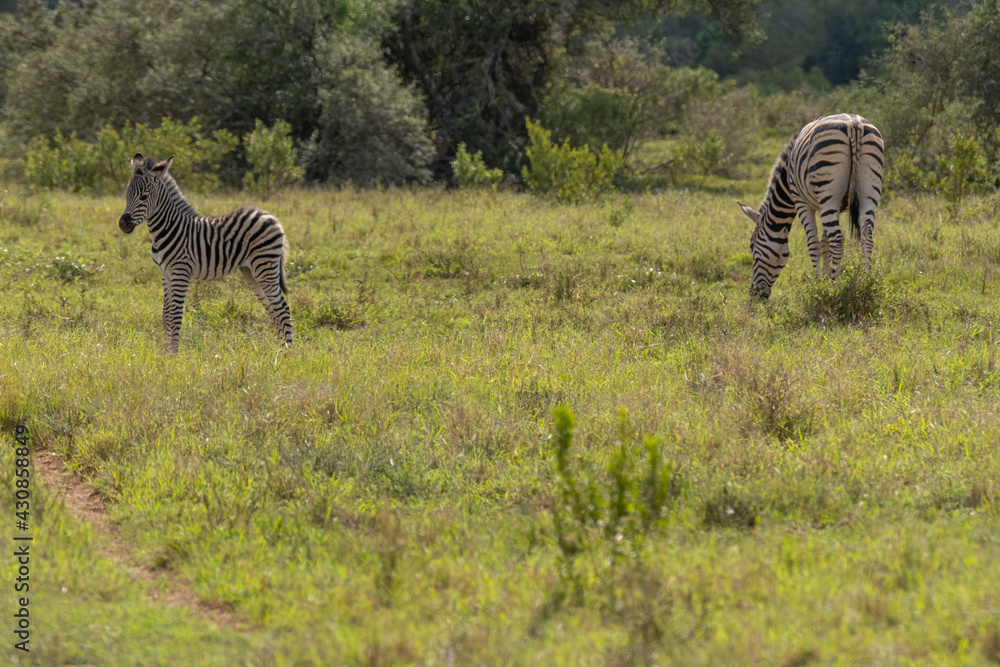 Fototapeta premium Little, baby Zebra in close proximity to his/her mother in a game park field in Southern Africa on a warm and sunny day