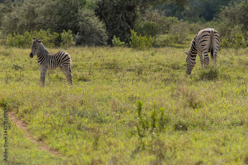 Little  baby Zebra in close proximity to his her mother in a game park field in Southern Africa on a warm and sunny day