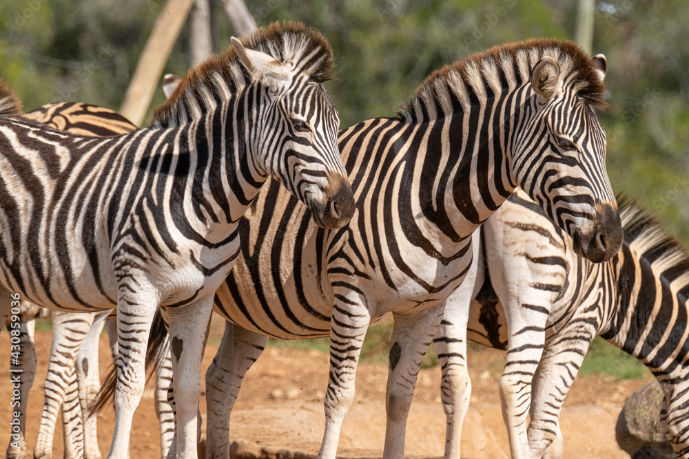 Fototapeta premium African Zebra herd alongside a small waterhole on a warm and sunny day in a Southern African game park