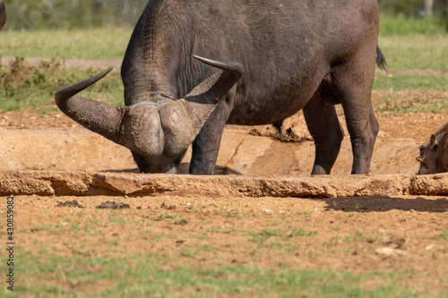 African Buffalo lapping water from a waterhole in a game park in Southern Africa  on a warm and sunny day