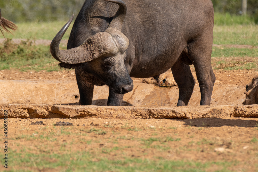 Obraz premium African Buffalo lapping water from a waterhole in a game park in Southern Africa, on a warm and sunny day