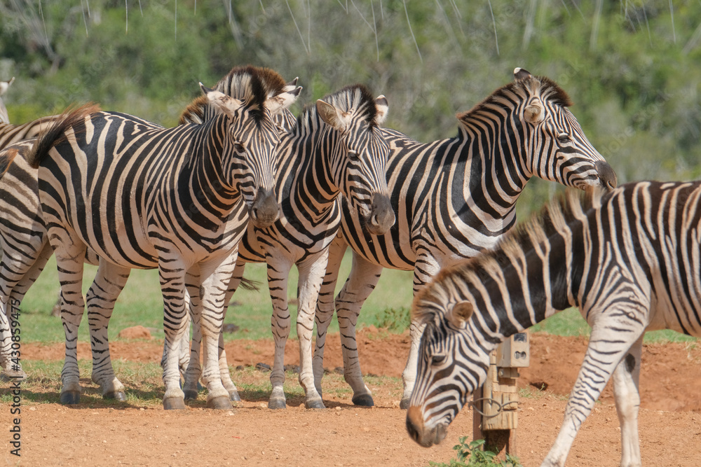Fototapeta premium African Zebra herd alongside a small waterhole on a warm and sunny day in a Southern African game park