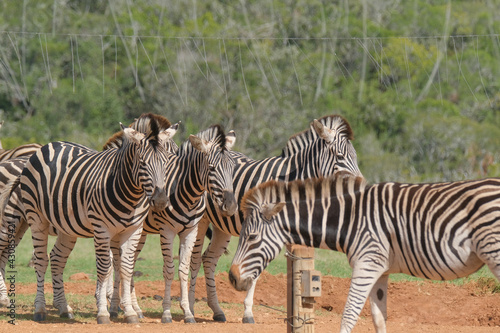 African Zebra herd alongside a small waterhole on a warm and sunny day in a Southern African game park