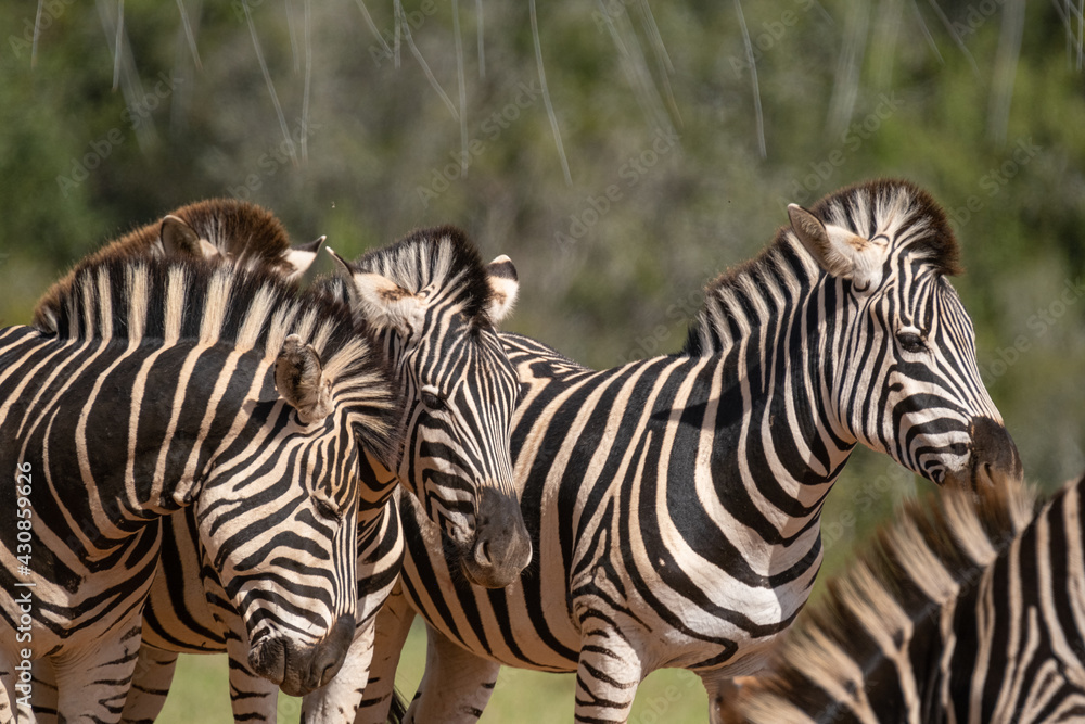 African Zebra herd alongside a small waterhole on a warm and sunny day in a Southern African game park African Zebra herd alongside a small waterhole on a warm and sunny day in a Southern African game park