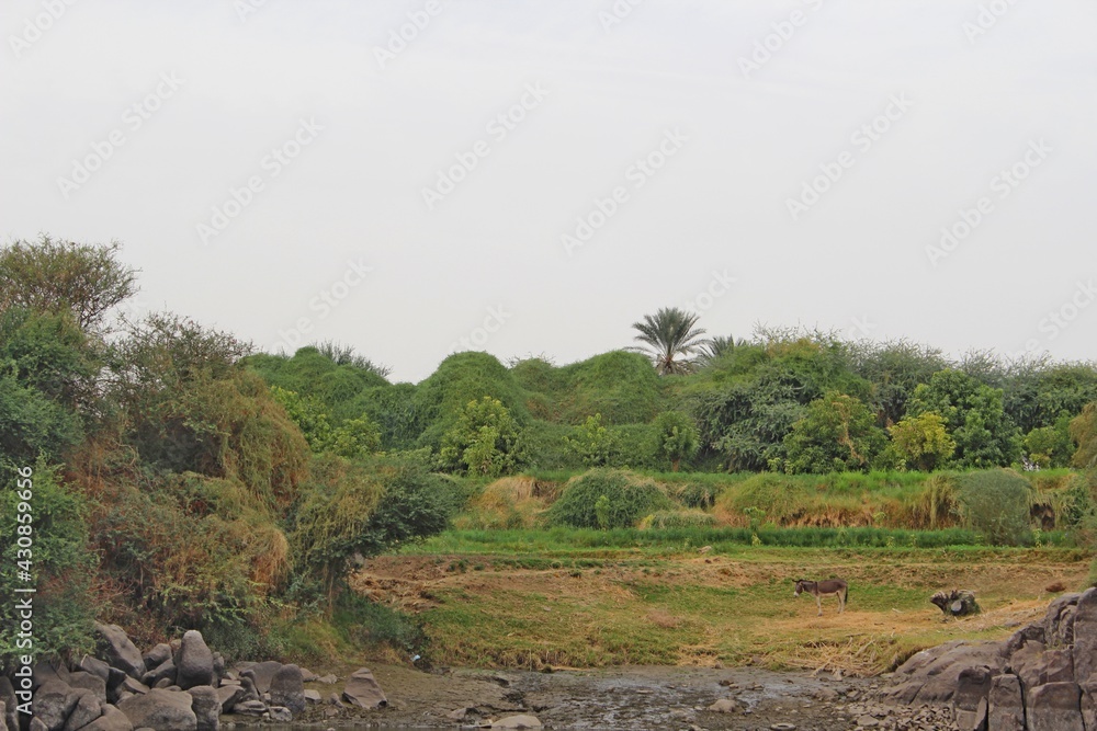 Beautiful scenery of greenery and rocks in Aswan in Egypt