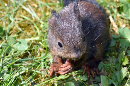 Junges Eichhörnchen im Gras