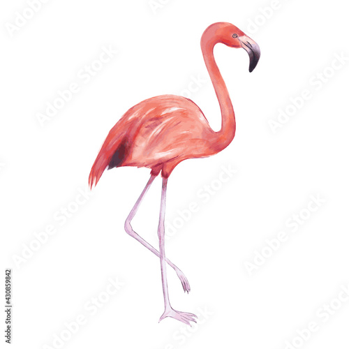 Vector illustration of pink flamingo with watercolor