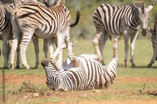 African Zebra playing and rolling around in the sand on a warm  sunny day in Southern Africa