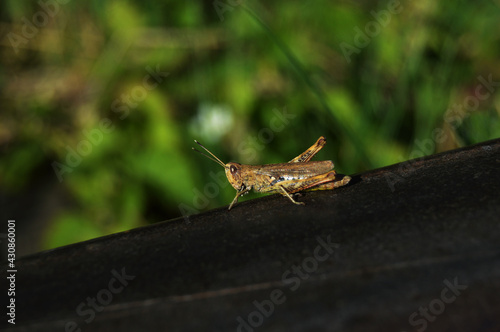 grasshopper sitting on a leaf © Zoria