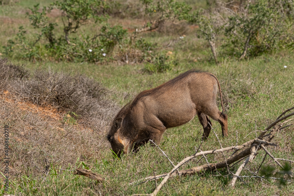African Common Warthog's rummaging through the grass and bush to feed upon roots and bulbs in the Southern African terrain on a warm, sunny day