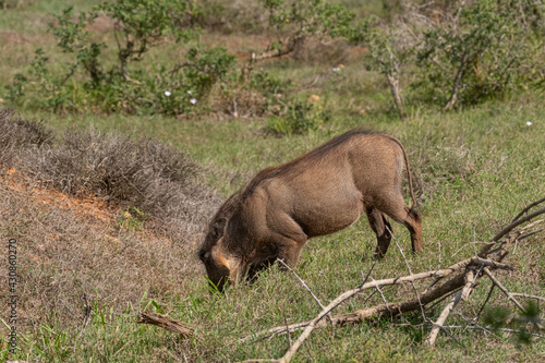 African Common Warthog s rummaging through the grass and bush to feed upon roots and bulbs in the Southern African terrain on a warm  sunny day
