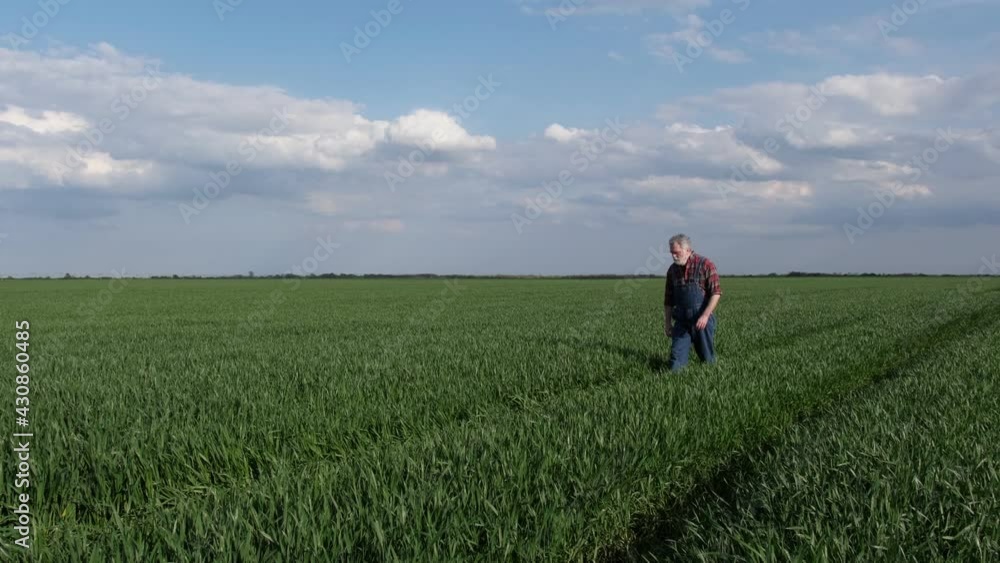 Farmer or agronomist walking and inspect quality of wheat plants in field, agriculture in early spring Farmer or agronomist walking and inspect quality of wheat plants in field, agriculture in early spring