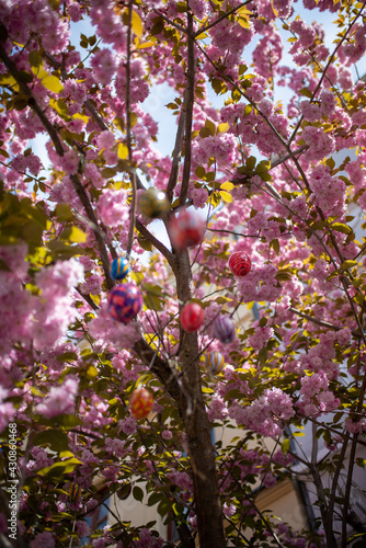 pink cherry blossom