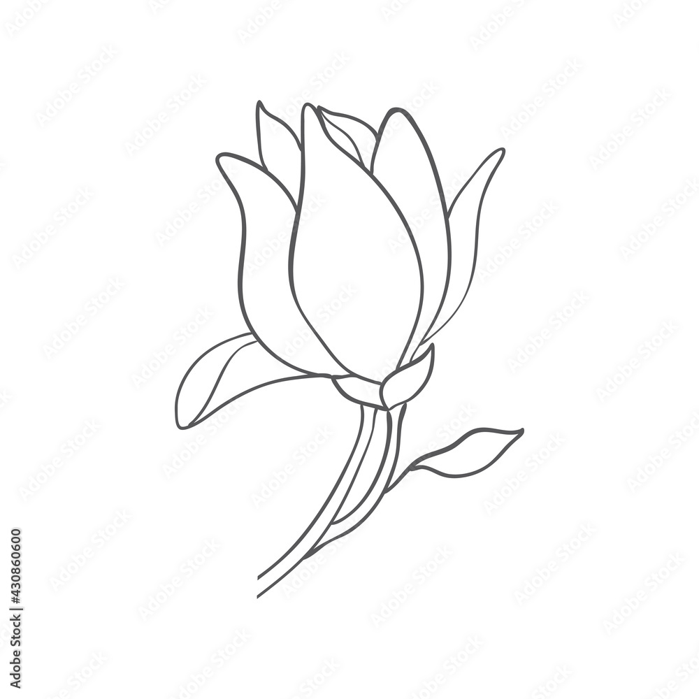 Fototapeta premium Sketch of graphic hand-drawn magnolia flowers. Vector.