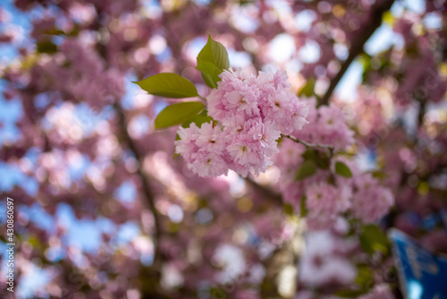 pink blossom in spring