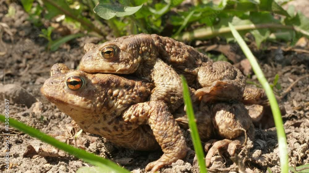 copulating mating toads frogs sitting in grass close comes coming out of the frame copulating mating toads frogs sitting in grass close comes coming out of the frame
