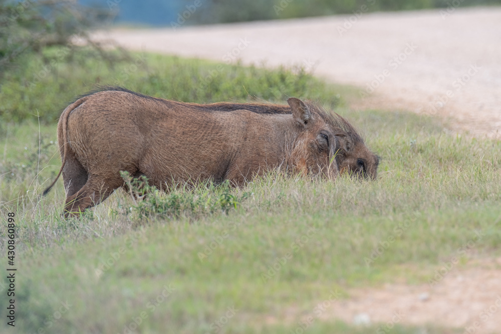 African Common Warthog's rummaging through the grass and bush to feed upon roots and bulbs in the Southern African terrain on a warm, sunny day African Common Warthog's rummaging through the grass and bush to feed upon roots and bulbs in the Southern African terrain on a warm, sunny day