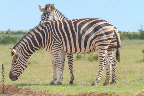 Beaitiful African Zebras on a warm sunny day in a game park in South Africa