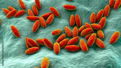 Brucella bacteria, the causative agent of brucellosis, 3D illustration photo