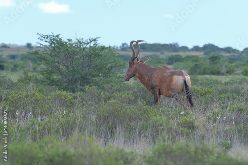 Red Hartebeest in the Southern Africa terrain  game park on a warm and sunny day