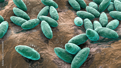 Brucella bacteria, the causative agent of brucellosis, 3D illustration photo