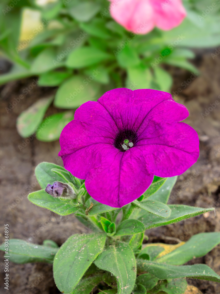Petunia flower in the garden. Colorful purple-red petunia flower close. Spring Petunia flower in the garden. Colorful purple-red petunia flower close. Spring