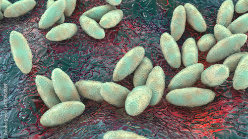 Brucella bacteria, the causative agent of brucellosis, 3D illustration