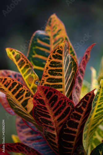 Variegated Croton. Vibrant natural colors. 