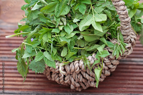 wild herbs, ingredients for a healthy spring soup photo
