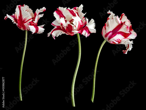 White-red parrot tulips isolated on black background photo